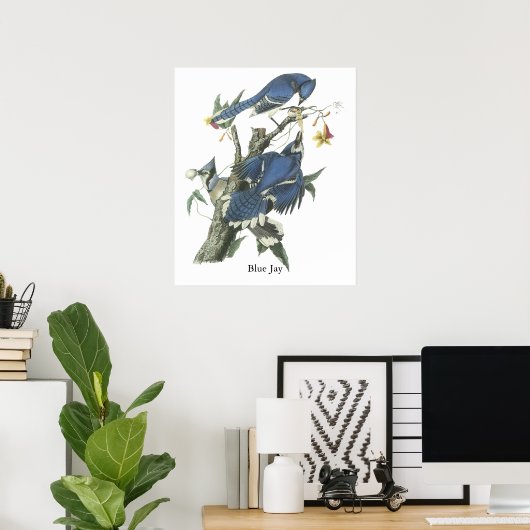 Poster Blue Jay, John Audubon (Bureau à domicile)