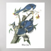 Poster Blue Jay, John Audubon (Devant)