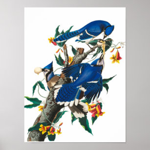 Poster Blue Jay par John James Audubon