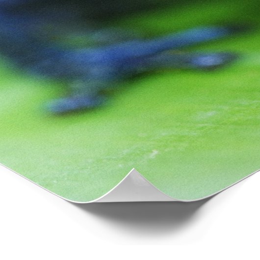 Poster Blue Jean Frog (Coin)