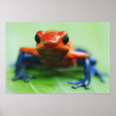 Poster Blue Jean Frog (Devant)