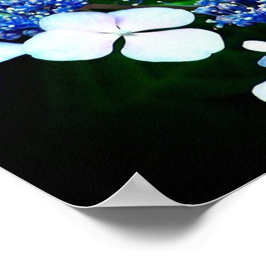 Poster Blue Lacecap Hydrangea Fleur Fermer (Coin)