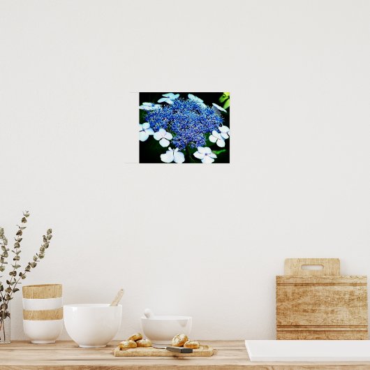 Poster Blue Lacecap Hydrangea Fleur Fermer (Cuisine)