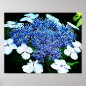 Poster Blue Lacecap Hydrangea Fleur Fermer (Devant)