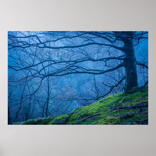 Poster Blue Misty Morning In A Beech Forest In Sweden (Devant)