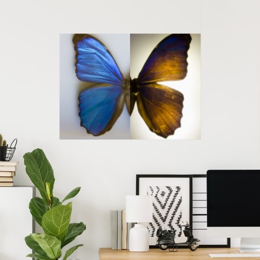 Poster Blue Morpho Butterfly both sides (Bureau à domicile)
