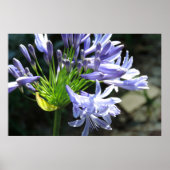 Poster Blue Nile Lilly Photo agrandissement (Devant)