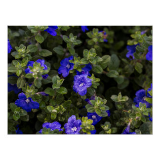 Poster Blue Nwarf Morning Glory Print