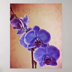 Poster Blue Orchid Photographie d'Art