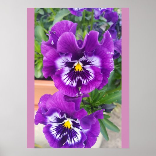 Poster Blue Pansy Pansies Flower Floral Garden (Devant)