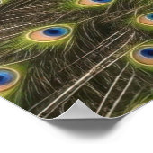 Poster Blue Peacock (Coin)