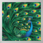 Poster Blue Peacock Bird (Devant)