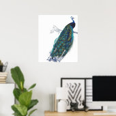 Poster Blue Peacock with beautiful tail feathers (Bureau à domicile)