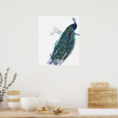 Poster Blue Peacock with beautiful tail feathers (Cuisine)