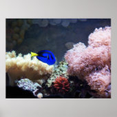 Poster Blue Regal Tang (Devant)