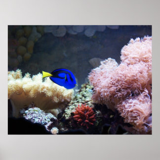 Poster Blue Regal Tang