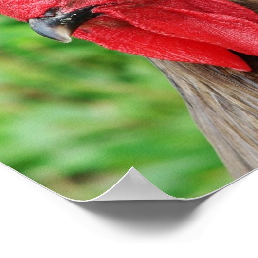 Poster Blue Rooster (Coin)