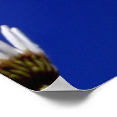 Poster Blue Sky Daisies (Coin)