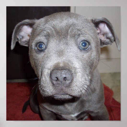 Poster Blue Staffordshire Bull Terrier Puppy (Devant)