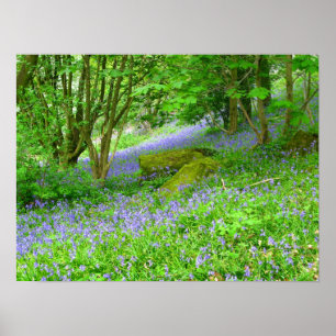 Poster Bluebell