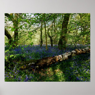 Poster Bluebell Forrest Fleurs sauvages Art photographiqu