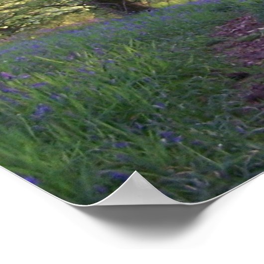 Poster Bluebell Walk (Coin)