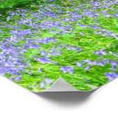 Poster Bluebell Woods (Coin)