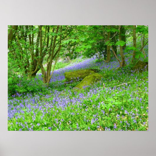 Poster Bluebell Woods (Devant)