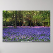 Poster Bluebell Woods, Angleterre (Devant)