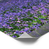 Poster Bluebell Woods, Angleterre (Coin)