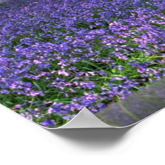 Poster Bluebell Woods, Angleterre (Coin)