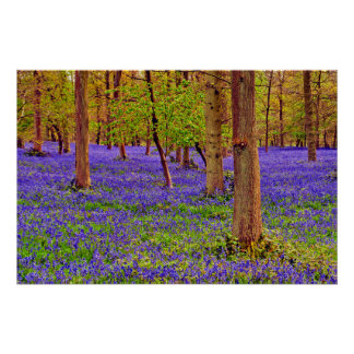 Poster Bluebell Woods Grays Court Oxfordshire Angleterre