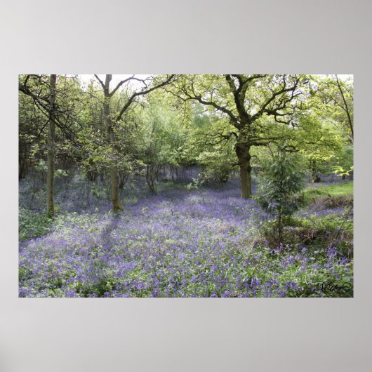 Poster Bluebell Woods II (Devant)