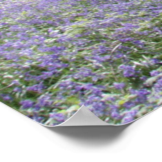 Poster Bluebell Woods II (Coin)