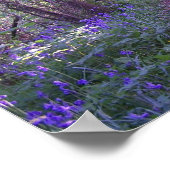 Poster Bluebell Woods Print (Coin)