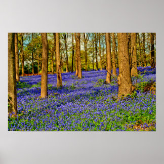 Poster Bluebell Woods Spring Flowers Grays Court