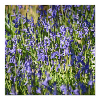 Poster Bluebells