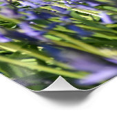 Poster Bluebells (Coin)