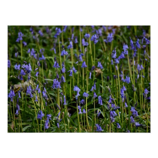Poster Bluebells (Devant)