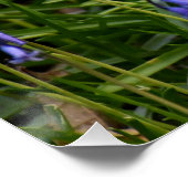 Poster Bluebells (Coin)