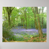 Bluebells à Woods