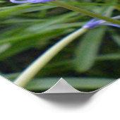 Poster Bluebells anglais (Coin)