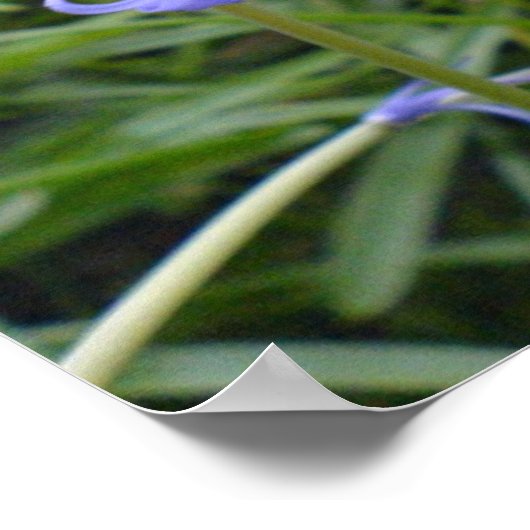 Poster Bluebells anglais (Coin)