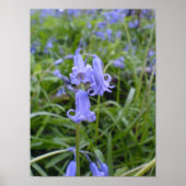 Poster Bluebells anglais (Devant)