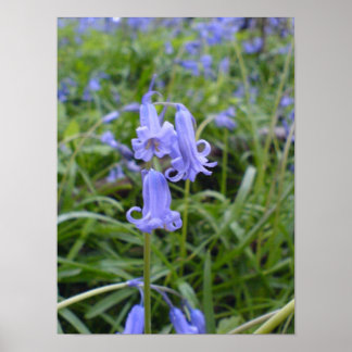 Poster Bluebells anglais