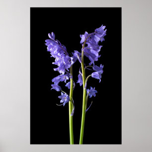 Poster Bluebells, De la forêt même que j'ai créé!