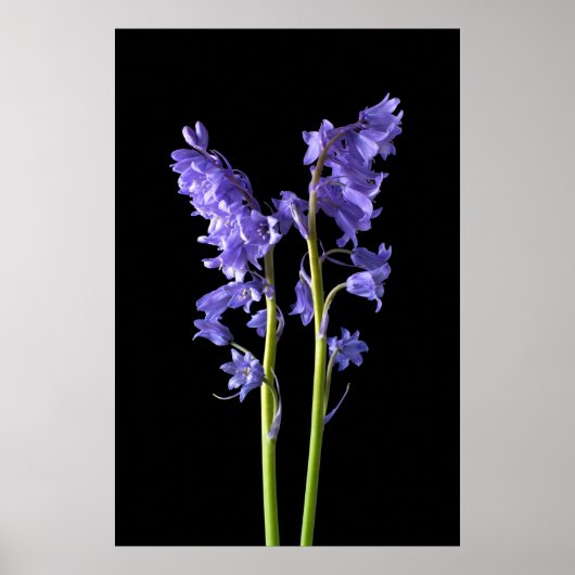 Poster Bluebells, De la forêt même que j'ai créé! (Devant)
