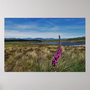 Poster Bluebells en Écosse