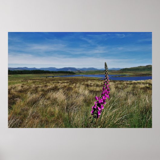 Poster Bluebells en Écosse (Devant)