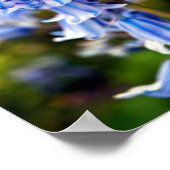 Poster Bluebells Fleurs de printemps Bluebell (Coin)